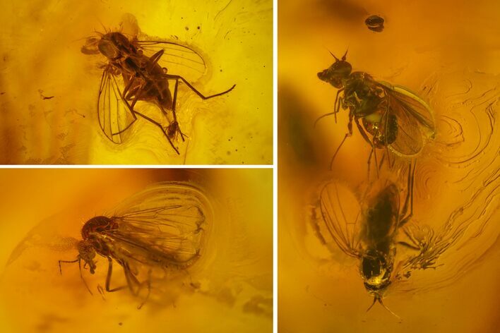 Five Fossil Flies (Diptera) In Baltic Amber #173657